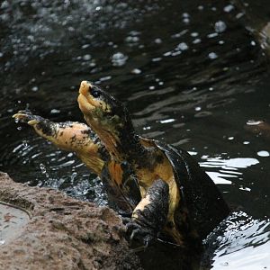 Malayan Flat-shelled Turtle (Notochelys platynota)