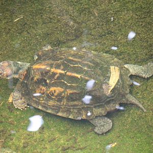Sulawesi Forest Turtle (Leucocephalon yuwonoi)?