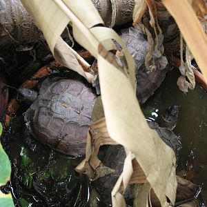 Spiny Hill Turtle (Heosemys spinosa)