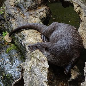 Eurasian otter (Lutra lutra)