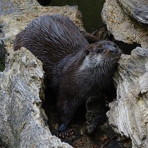 Eurasian otter (Lutra lutra)