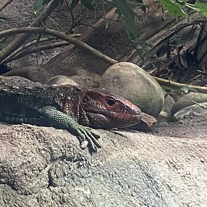Reptile Tropics - Northern caiman lizard 130624