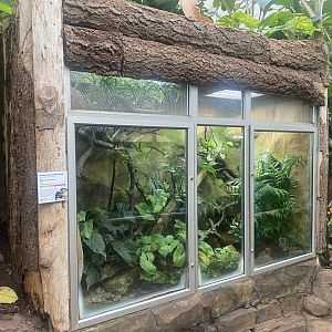 Reptile Tropics - Chinese crocodile lizard exhibit 130624