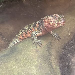 Reptile Tropics - Chinese crocodile lizard 130624