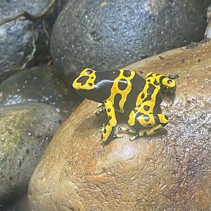 Reptile Tropics - Yellow-banded poison dart frog 130624