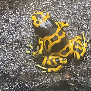 Reptile Tropics - Yellow-banded poison dart frog 130624