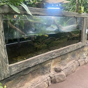 Reptile Tropics - Annam leaf turtle exhibit 130624