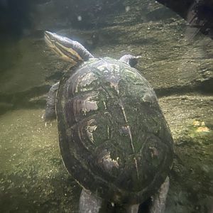 Reptile Tropics - Annam leaf turtle 130624