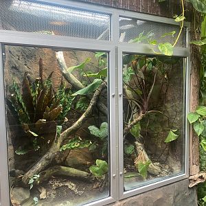 Reptile Tropics - Emerald skink exhibit 130624