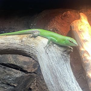 Reptile Tropics - Emerald skink 130624