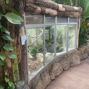 Reptile Tropics - Fiji banded iguana exhibit 130624