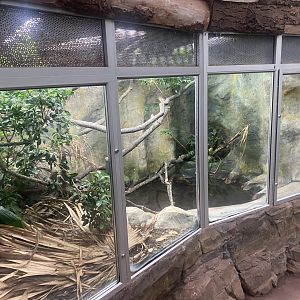 Reptile Tropics - Fiji banded iguana exhibit 130624