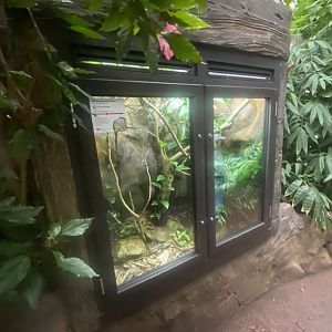 Reptile Tropics - Peruvian bush anole exhibit 130624