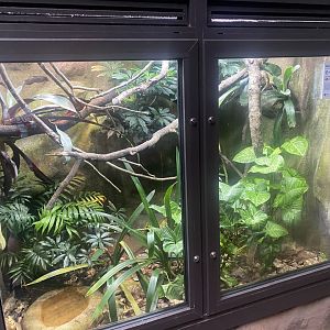 Reptile Tropics - Emerald tree boa exhibit 130624