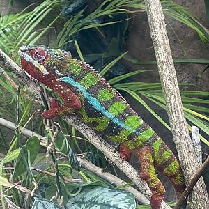 Reptile Tropics - Panther chameleon 130624