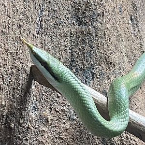 Reptile Tropics - Rhinoceros rat snake 130624