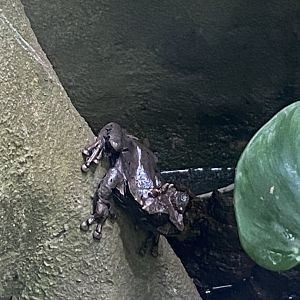 Reptile Tropics - Coronated treefrog 130624