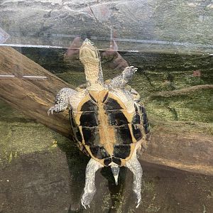 Reptile Tropics - Annam leaf turtle 130624