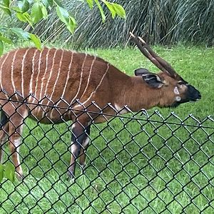 Eastern bongo 130624