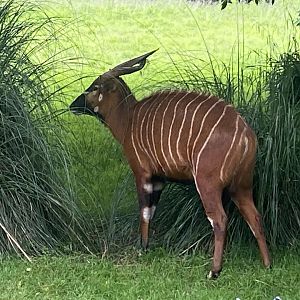 Eastern bongo 130624