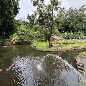 Common Hippo Exhibit