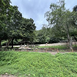 African Savanna (5 species)