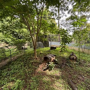 Bat-eared Fox Exhibit