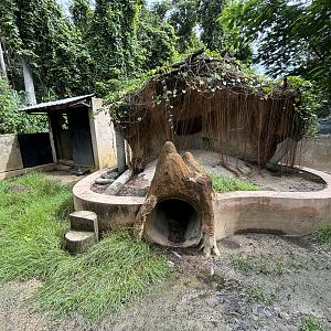 Malayan Porcupine Exhibit