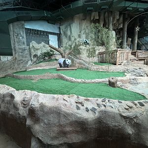 Giant Panda Exhibit - empty