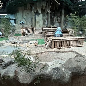 Giant Panda Exhibit - empty