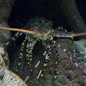 Ornate Spiny Lobster