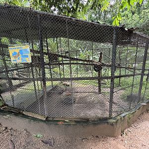 Black Giant Squirrel Exhibit