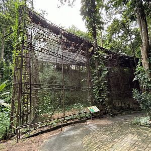 Grey Crowned Crane Exhibit #1