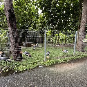 Grey Crowned Crane Exhibit #2