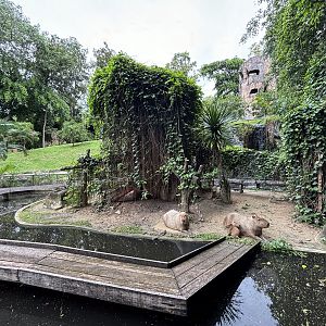Capybara Exhibit