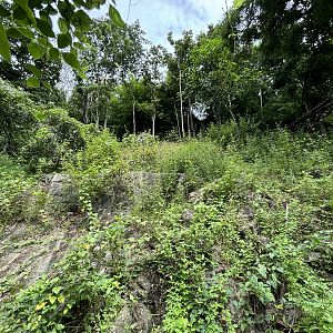 Mainland Serow Exhibit