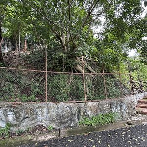 Mainland Serow Exhibit