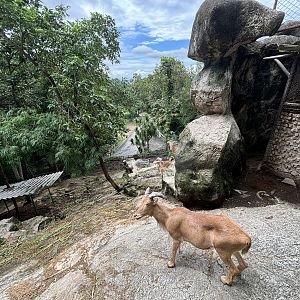 Barbary Sheep Exhibit