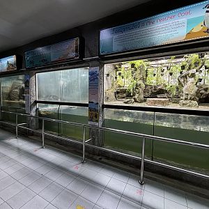 Humboldt Penguin Exhibit