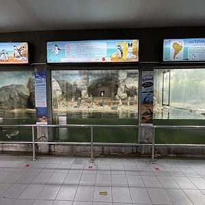 Humboldt Penguin Exhibit