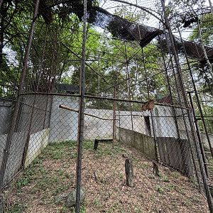 Changeable Hawk Eagle Aviary