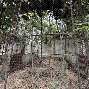 Wreathed Hornbill Aviary