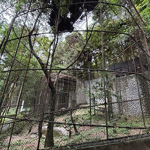 Woolly-necked Stork Aviary #1