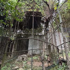 Woolly-necked Stork Aviary #2