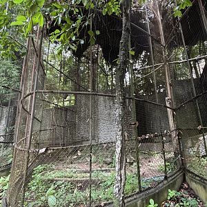 Woolly-necked Stork Aviary #3