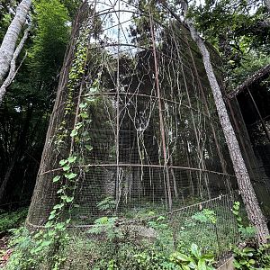Woolly-necked Stork Aviary #4