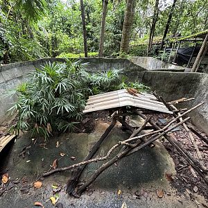 Green Iguana Exhibit