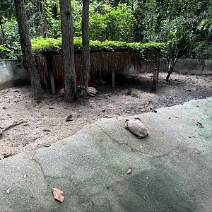 African Spurred Tortoise Exhibit