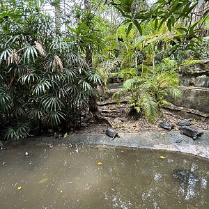 Giant Asian Pond Turtle Exhibit