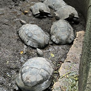 Black Giant Tortoises